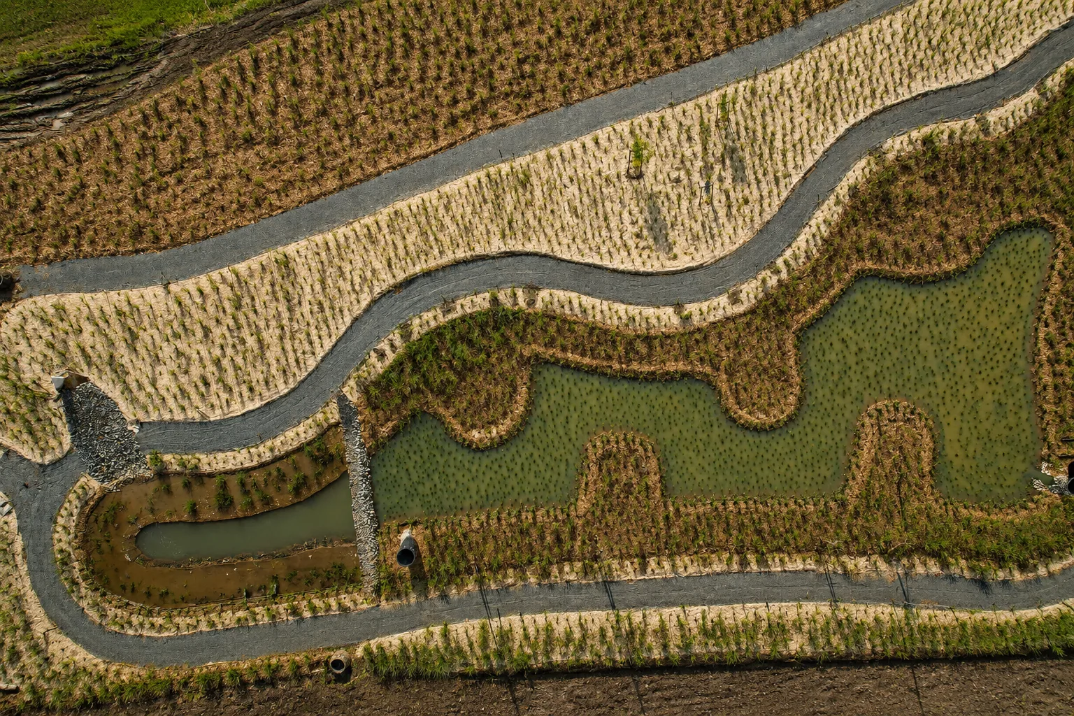 Aerial view of a Planters wetland restoration landscape